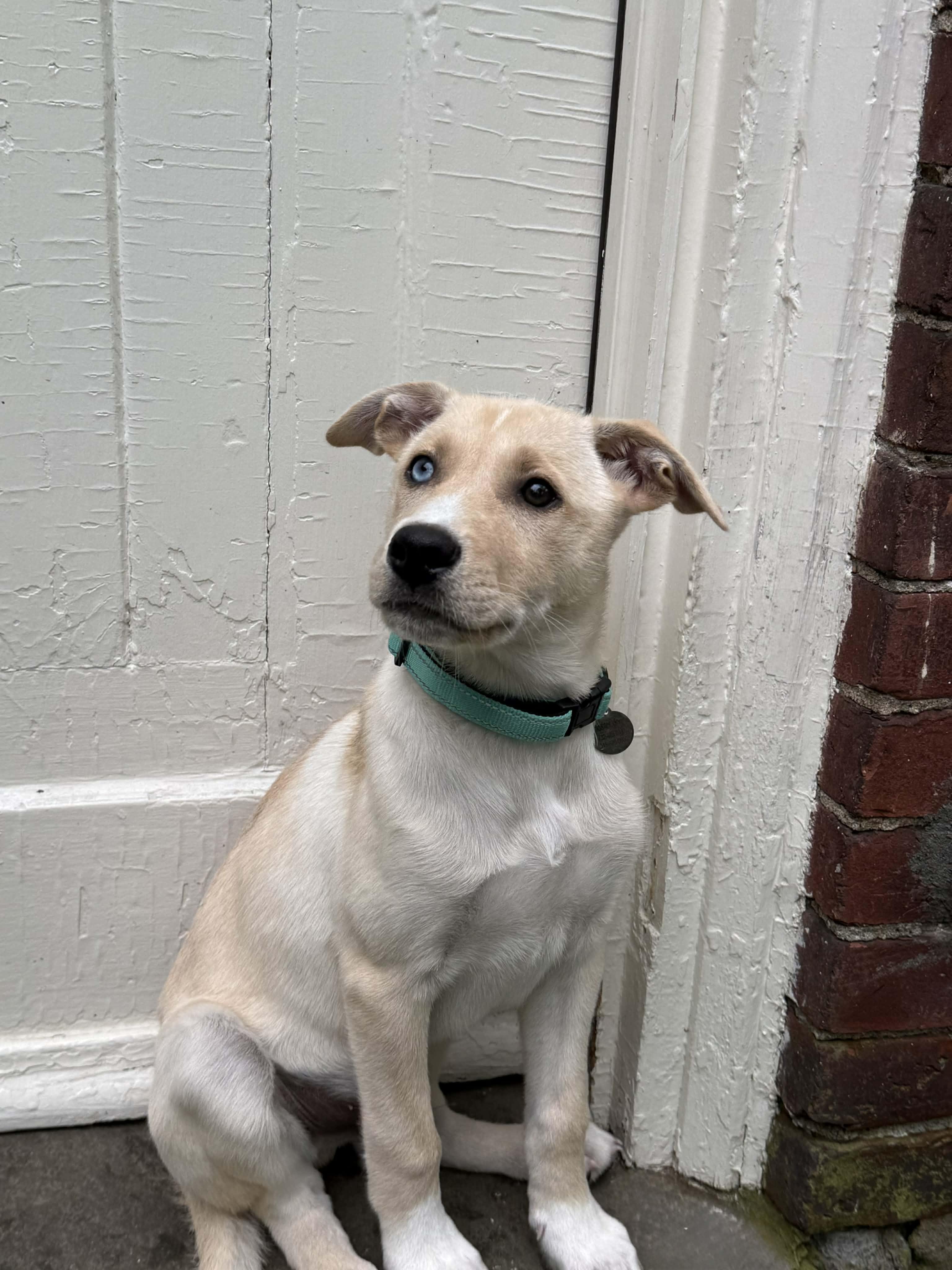 Leo, a ADOPTABLE mixed breed in Hatfield, PA image 3/5
