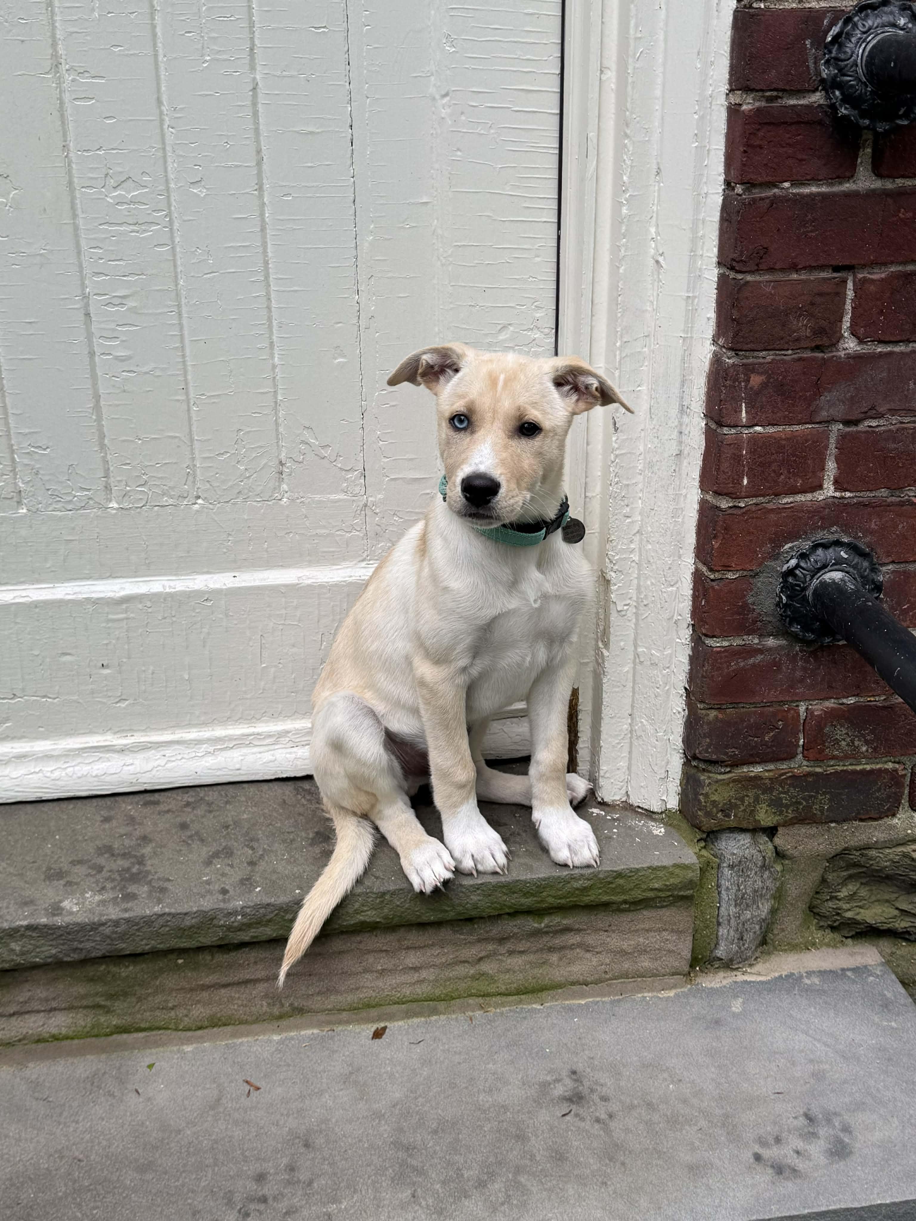 Leo, a ADOPTABLE mixed breed in Hatfield, PA image 4/5