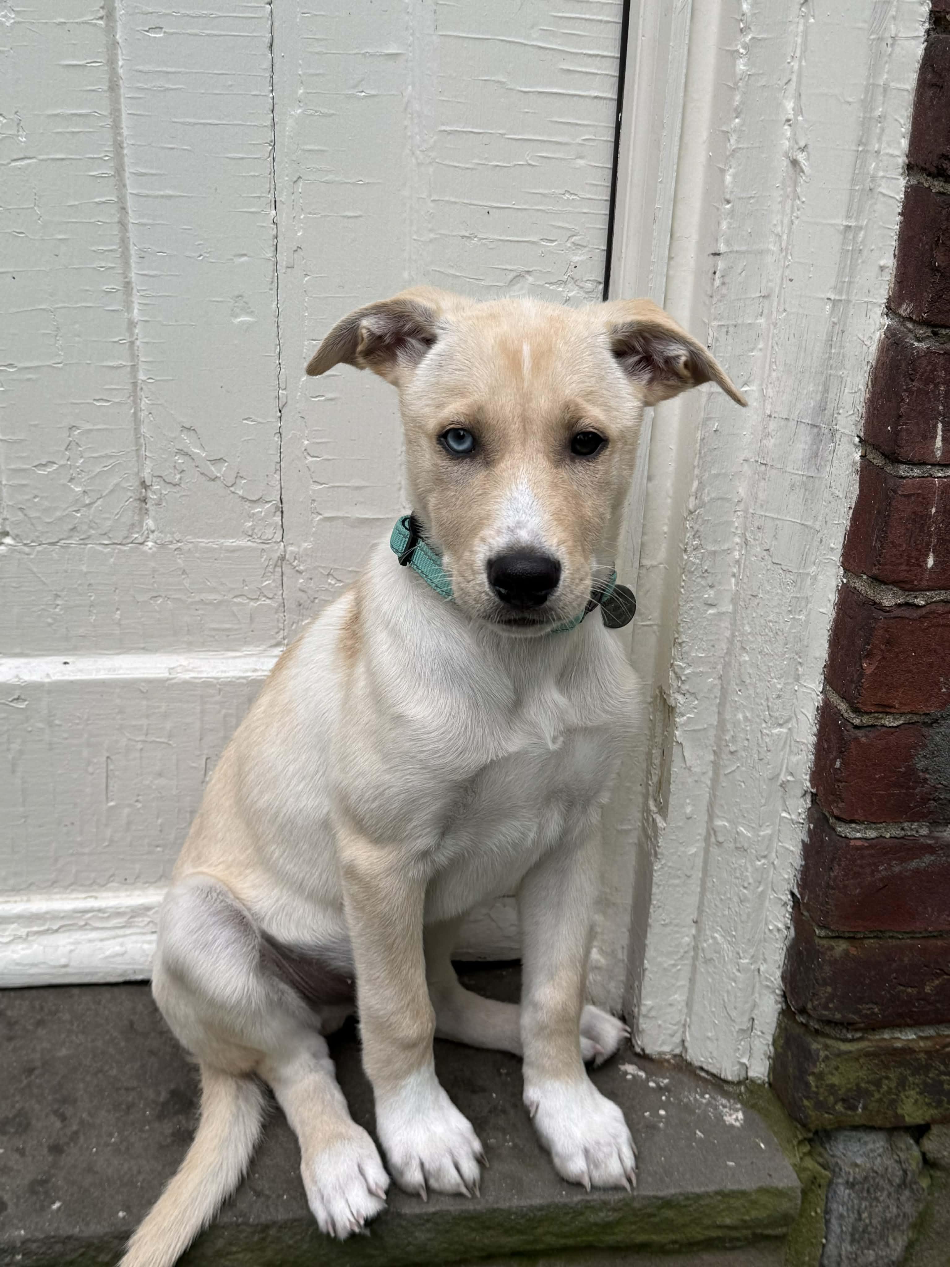 Leo, a ADOPTABLE mixed breed in Hatfield, PA image 5/5