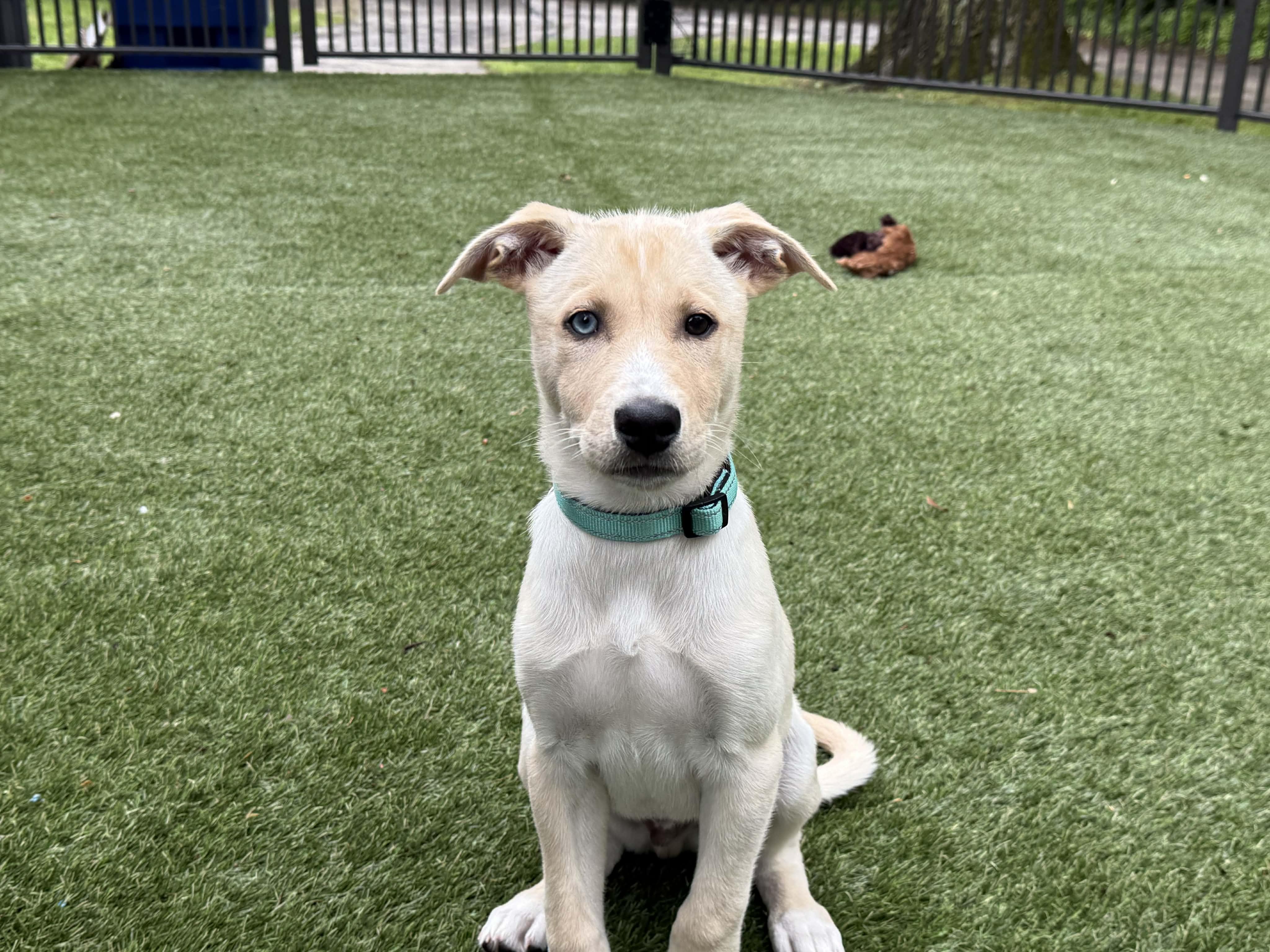 Leo, a ADOPTABLE mixed breed in Hatfield, PA image 2/5