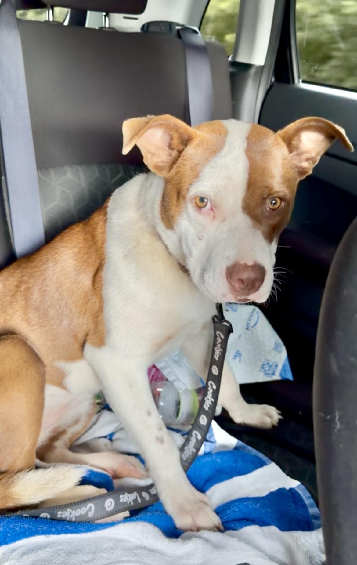 Cookie, adopted, Puppy Female Labrador Retriever.