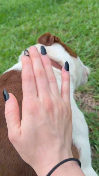 Enlarge Cookie, an adopted mixed breed in Coral gables, FL video 3/3