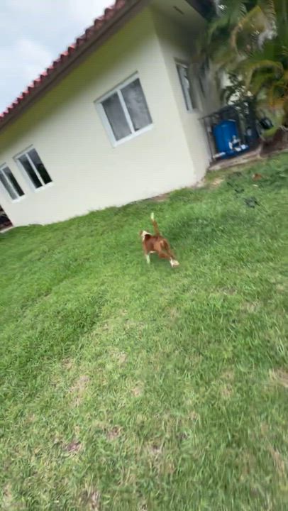 Enlarge Cookie, an adopted mixed breed in Coral gables, FL video 2/3