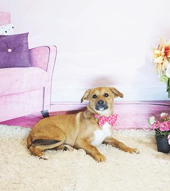 Enlarge GOLDINI, a Adoptable mixed breed in Castro Valley, CA image 2/3