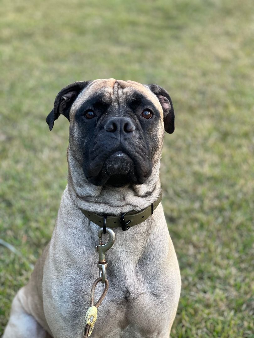 FL - Midas/Palm Coast, Adopted, Young Male Bullmastiff.