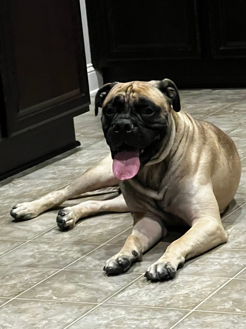 Enlarge FL - Midas/Palm Coast, a Adopted Bullmastiff in Miami, FL image 2/6