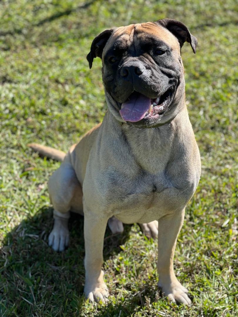 Enlarge FL - Midas/Palm Coast, a Adopted Bullmastiff in Miami, FL image 3/6
