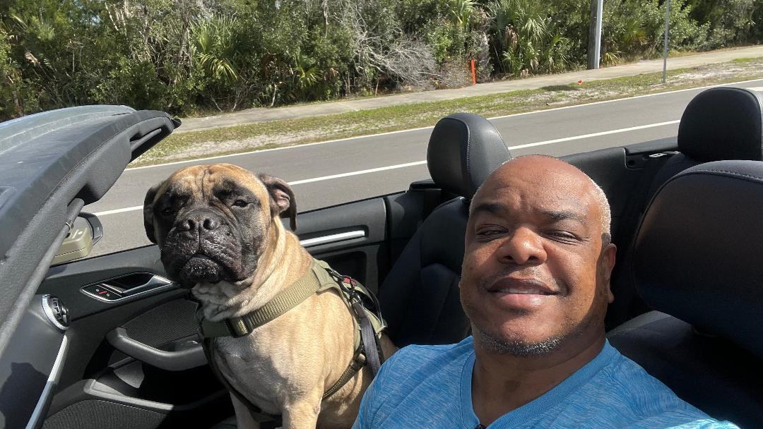 Enlarge FL - Midas/Palm Coast, a Adopted Bullmastiff in Miami, FL image 4/6