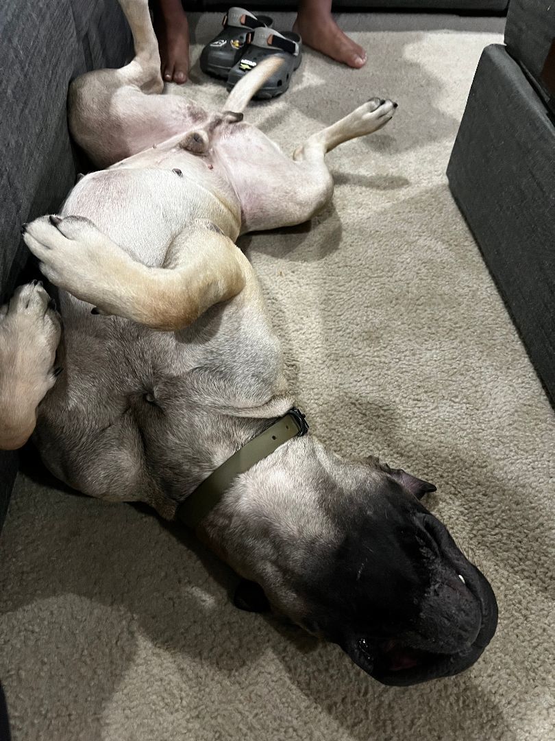 Enlarge FL - Midas/Palm Coast, a Adopted Bullmastiff in Miami, FL image 5/6