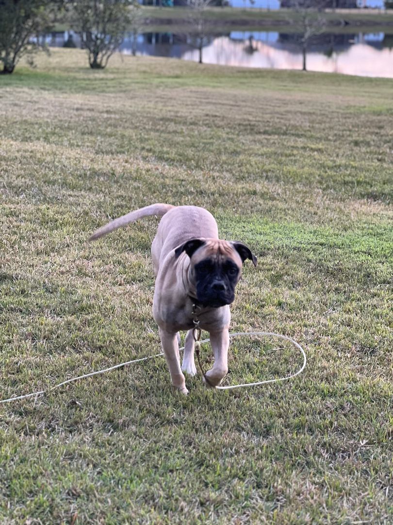Enlarge FL - Midas/Palm Coast, a Adopted Bullmastiff in Miami, FL image 6/6