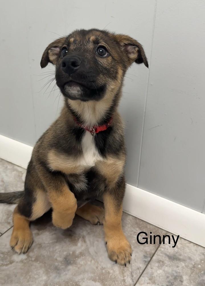 GINNY, Adoptable, Puppy Female Mixed Breed.