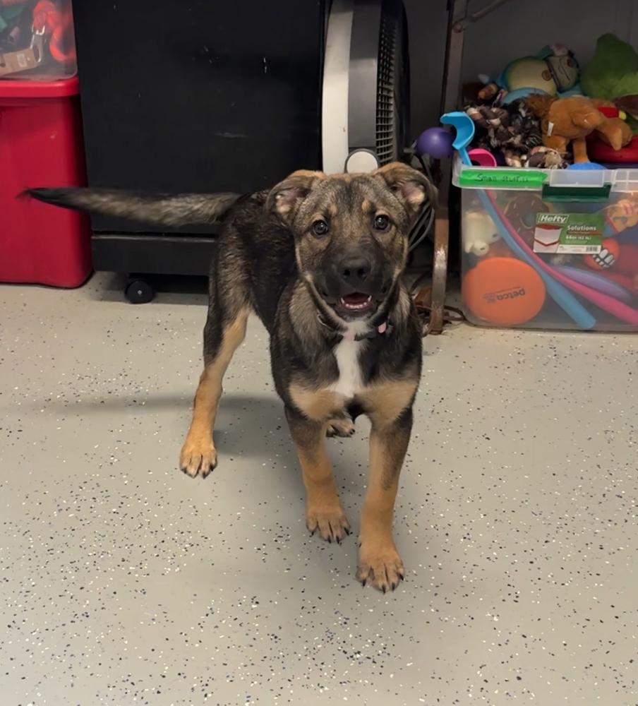Enlarge GINNY, a Adoptable mixed breed in Rochester, IN image 2/3