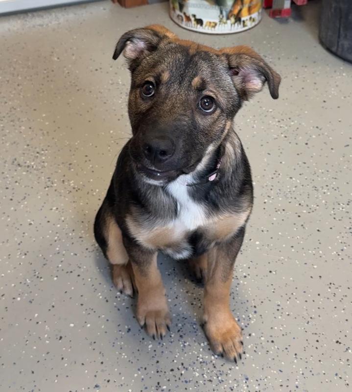 Enlarge GINNY, a Adoptable mixed breed in Rochester, IN image 3/3