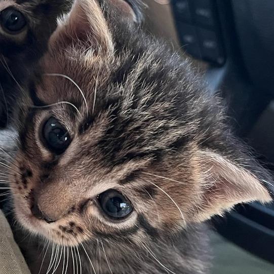 Cherie, Adoptable, Kitten Female Domestic Short Hair.