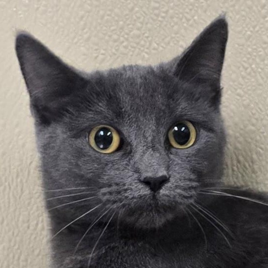 Meeka, Adoptable, Adult Female Domestic Short Hair.