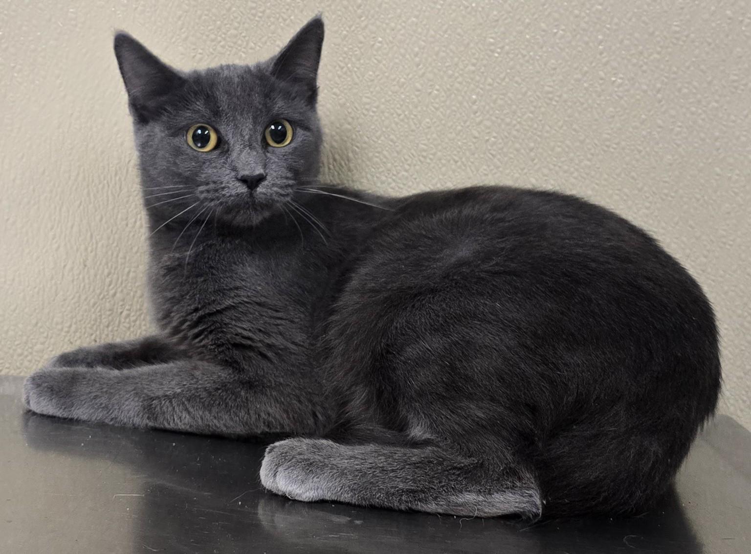 Enlarge Meeka, a Adoptable mixed breed in Brainerd, MN image 2/2