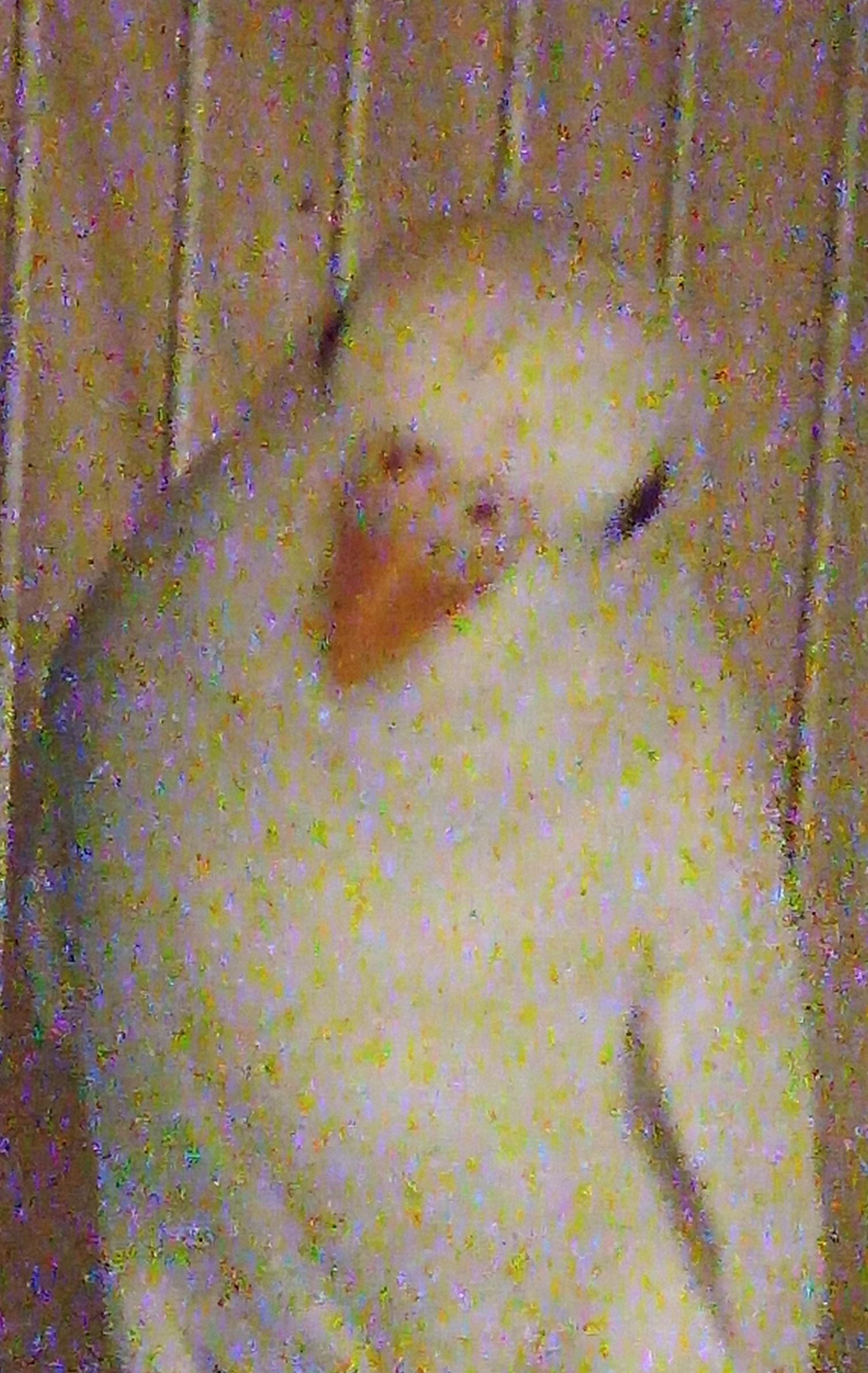 Enlarge Angie, a Adopted Budgie / Budgerigar in Modesto, CA image 1/1