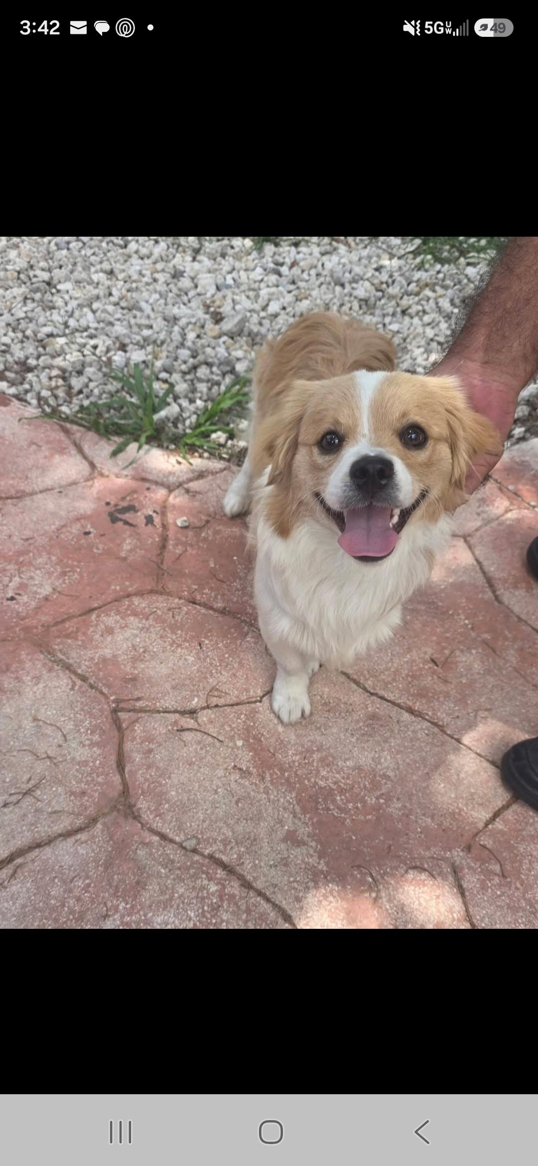 Archie, ADOPTABLE, Adult Male Tibetan Spaniel.
