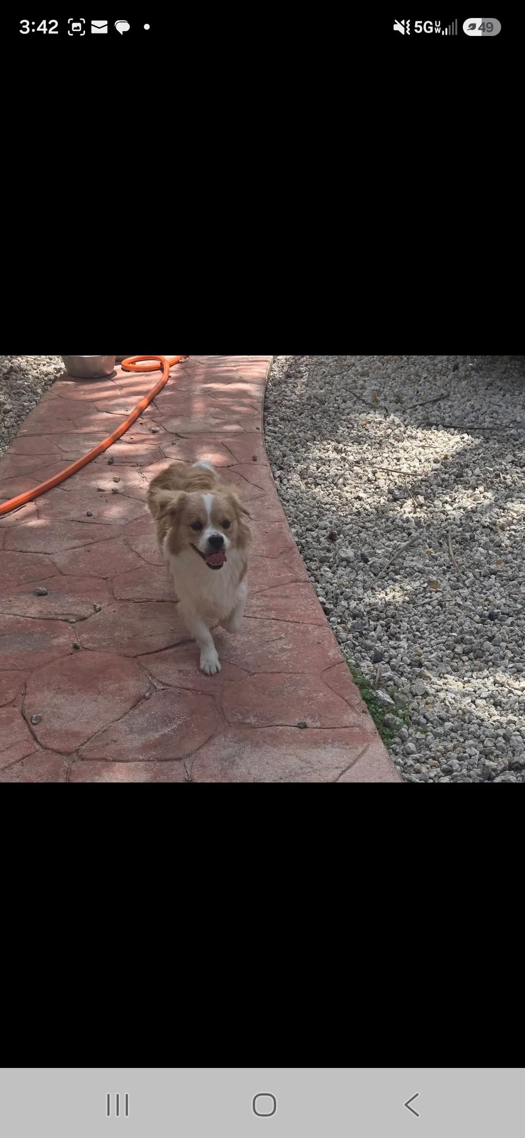 Archie, an adopted mixed breed in Miami, FL image 2/2