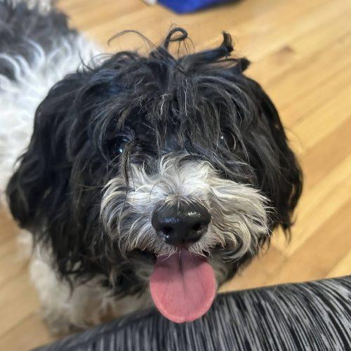 Aruba Ruby, Adoptable, Adult Female Shih Tzu & Mixed Breed.
