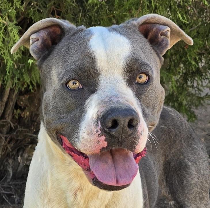 Talented Mr Thor - LOADS of Love, a Adoptable American Staffordshire Terrier in Albuquerque, NM image 1/2