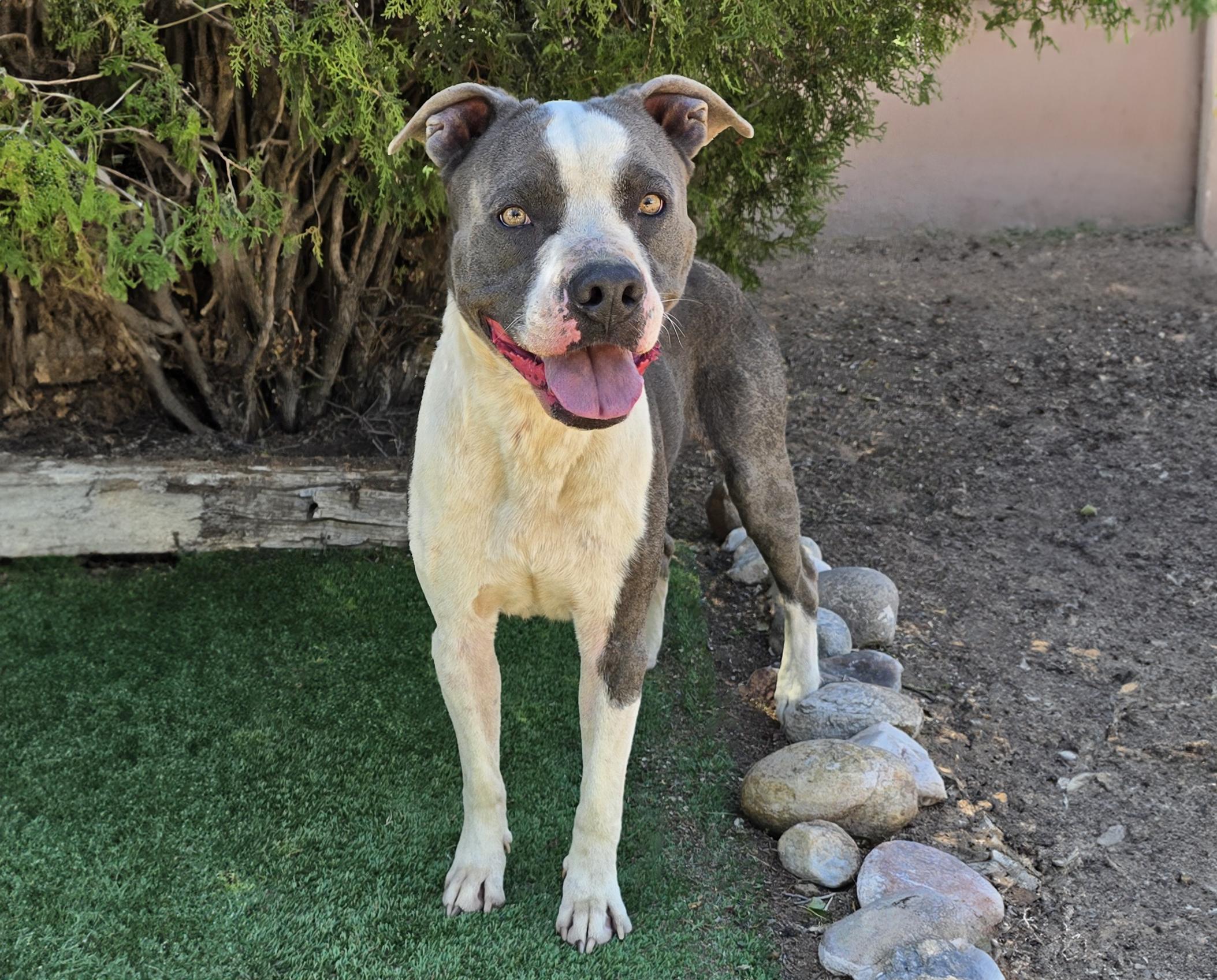 Talented Mr Thor - LOADS of Love, a Adoptable American Staffordshire Terrier in Albuquerque, NM image 2/2