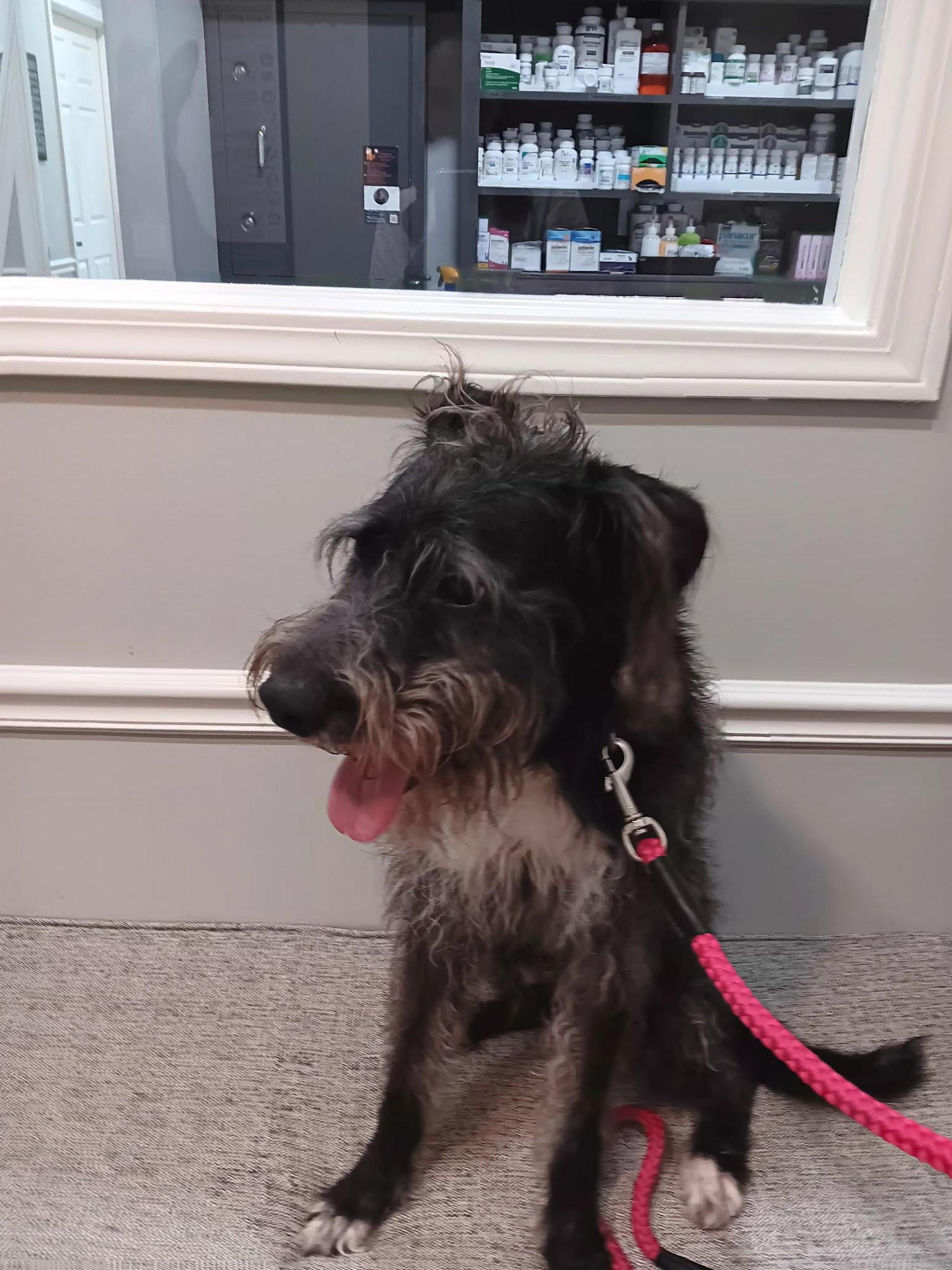 William or Will I Am!!, Adoptable, Adult Male Labradoodle.