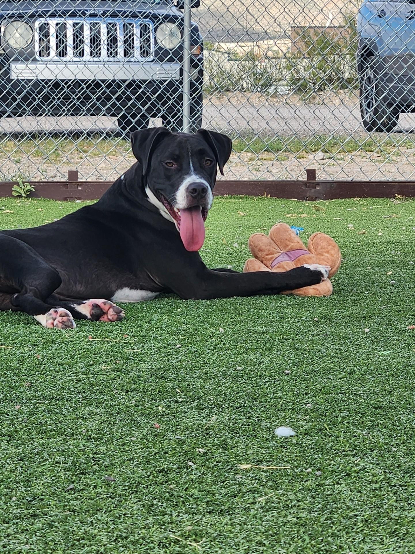 Onyx, an adoptable Pit Bull Terrier in Truth or Consequences , NM, 87901 | Photo Image 5