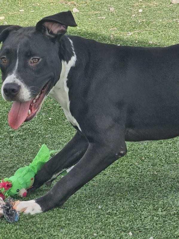 Enlarge Onyx, a Adoptable Pit Bull Terrier in Truth or Consequences , NM image 2/6