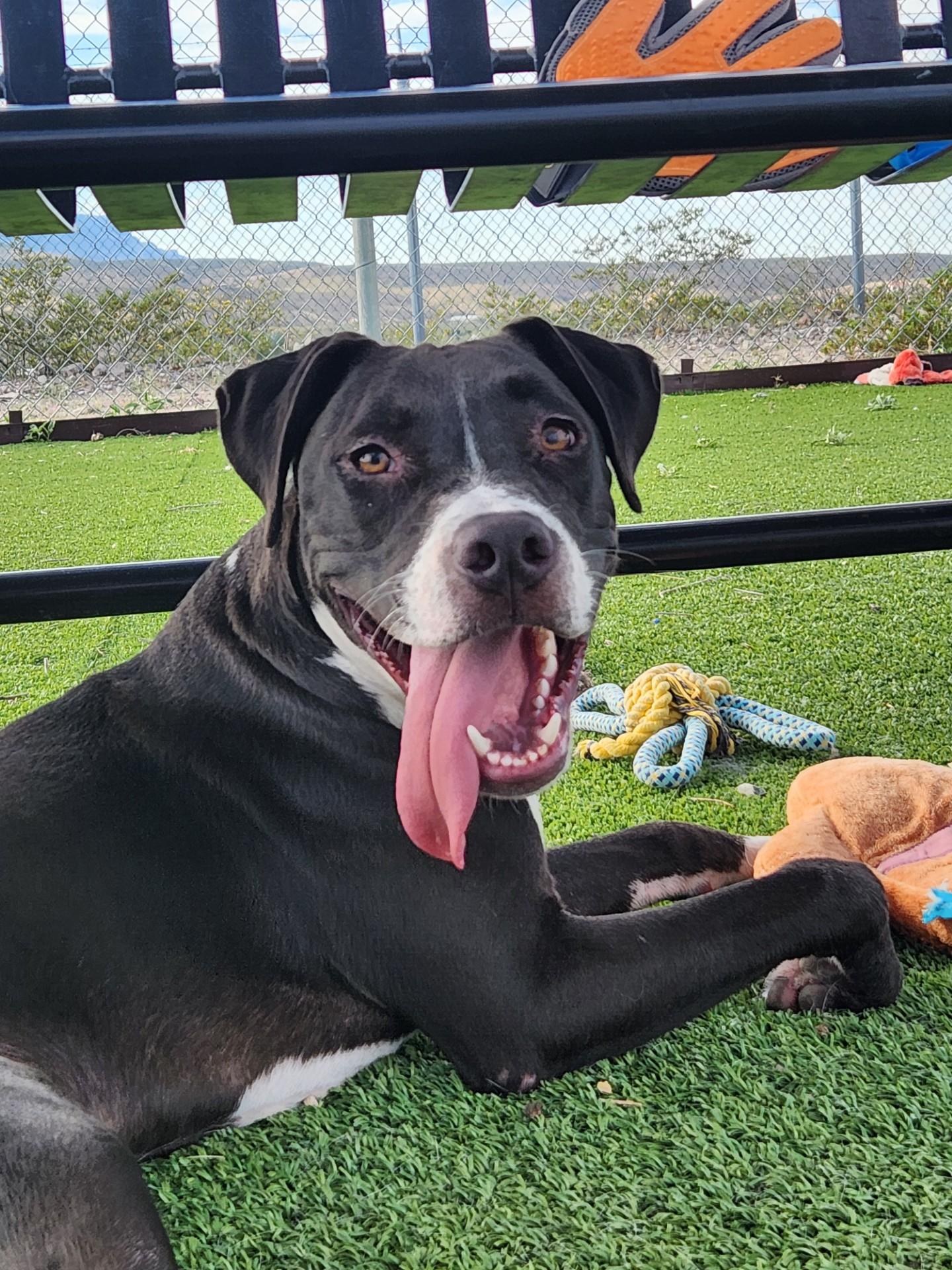 Enlarge Onyx, a Adoptable Pit Bull Terrier in Truth or Consequences , NM image 1/6