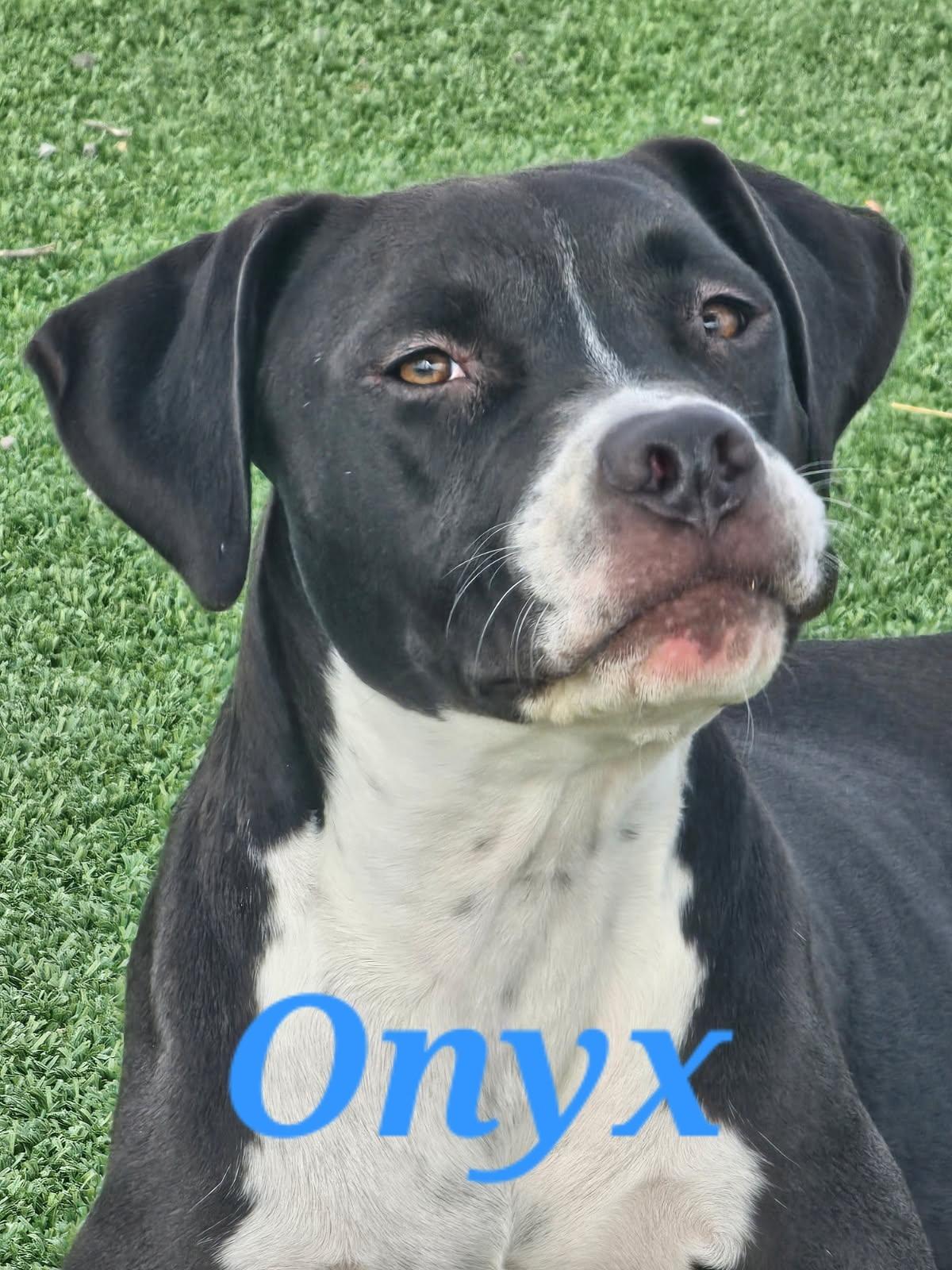 Enlarge Onyx, a Adoptable Pit Bull Terrier in Truth or Consequences , NM image 3/6