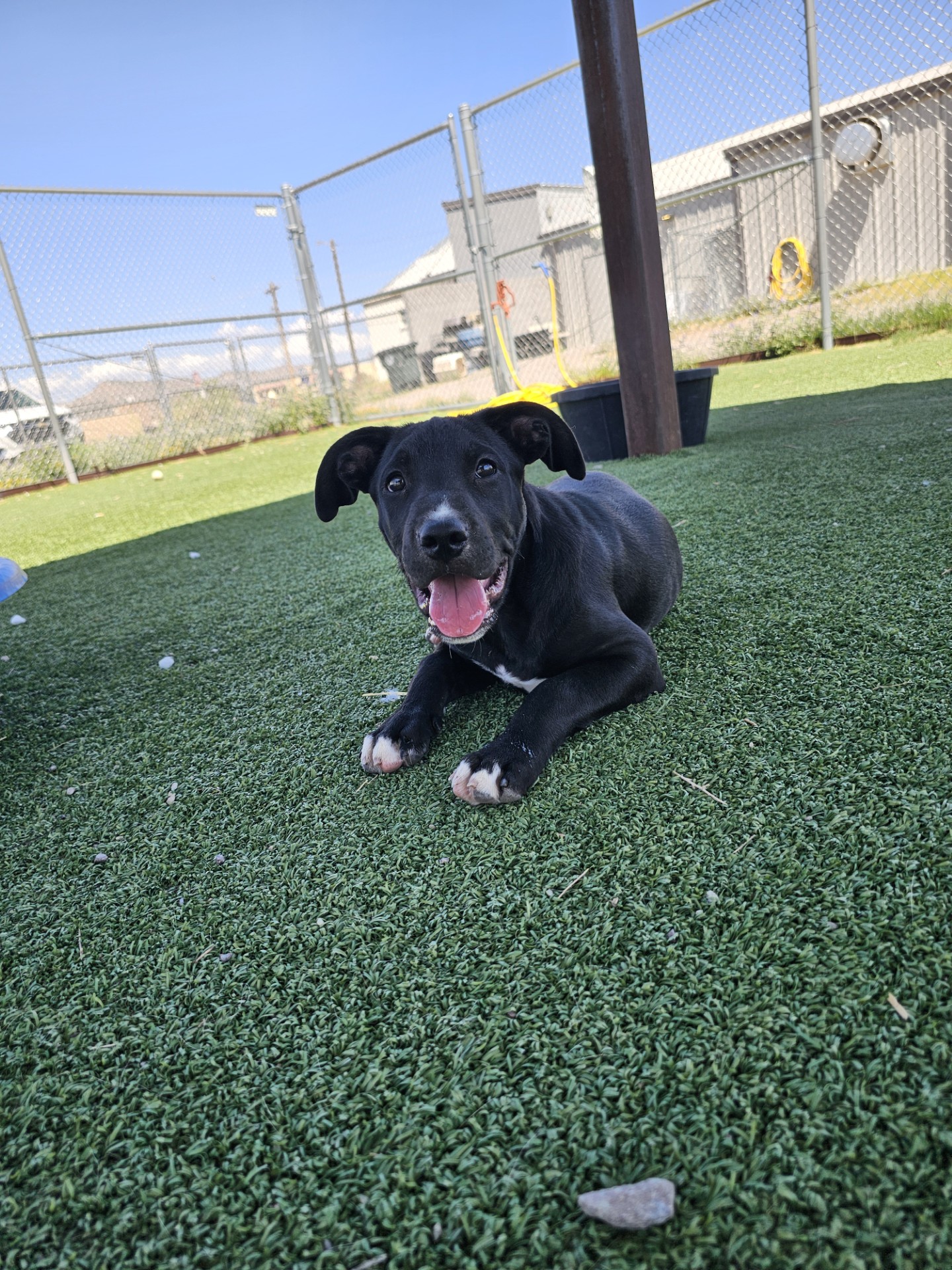 Onyx, Adoptable, Young Male Pit Bull Terrier.