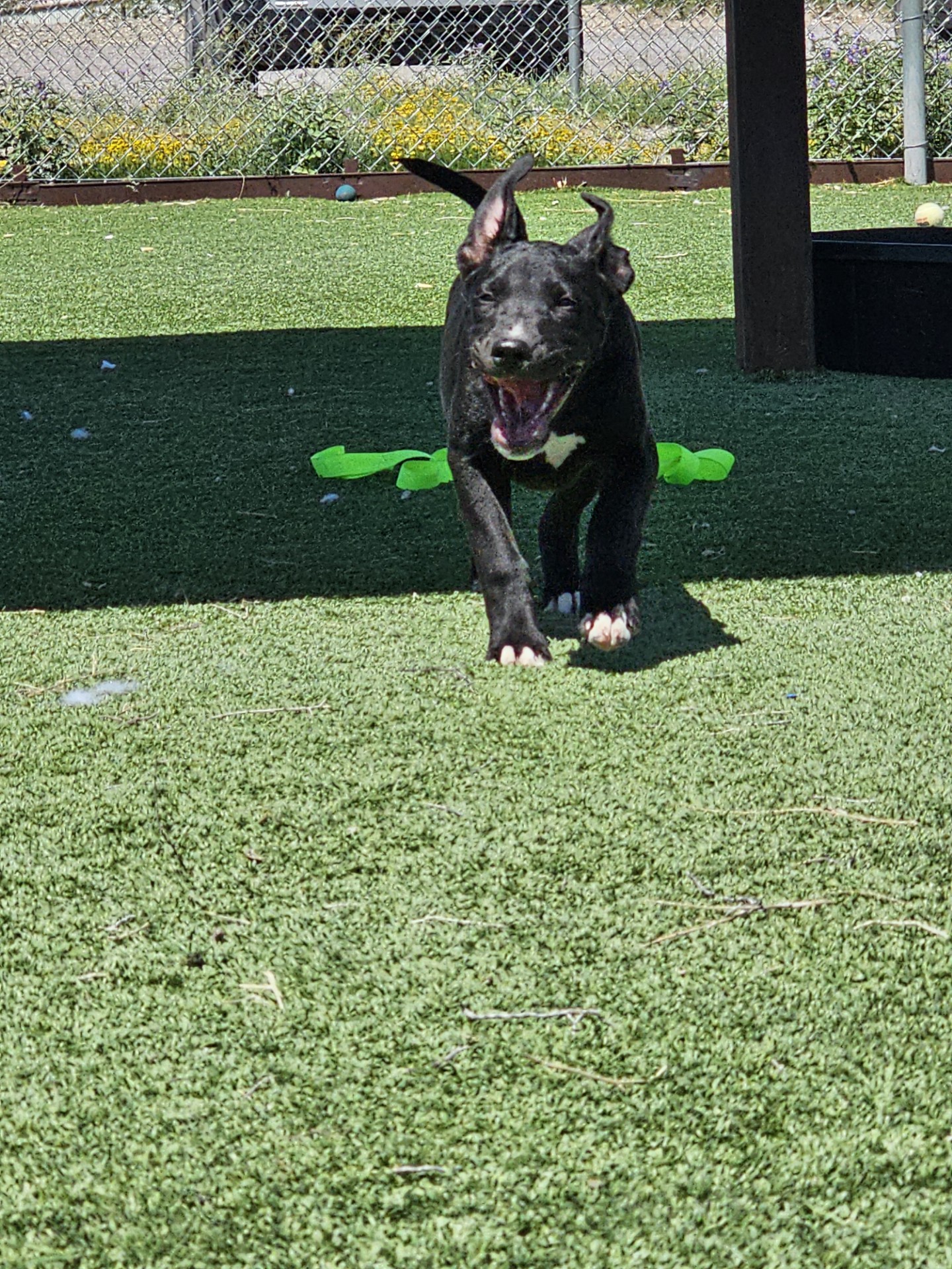 Onyx, an adoptable Pit Bull Terrier in Truth or Consequences , NM, 87901 | Photo Image 2