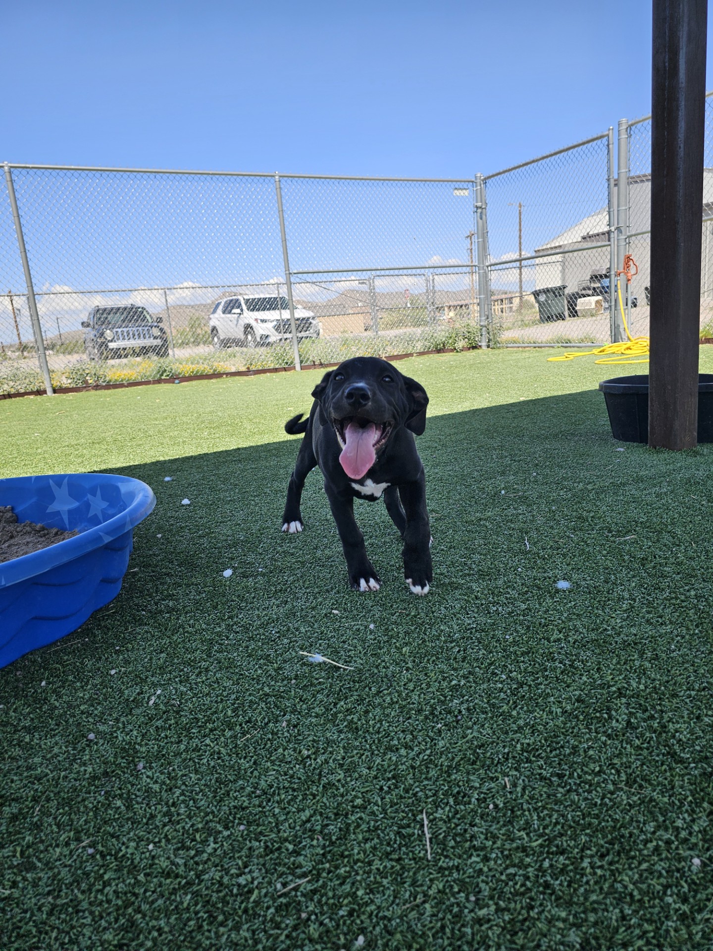 Onyx, an adoptable Pit Bull Terrier in Truth or Consequences , NM, 87901 | Photo Image 4