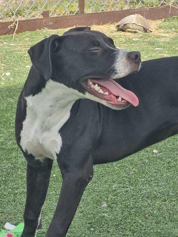 Enlarge Onyx, a Adoptable Pit Bull Terrier in Truth or Consequences , NM image 5/6