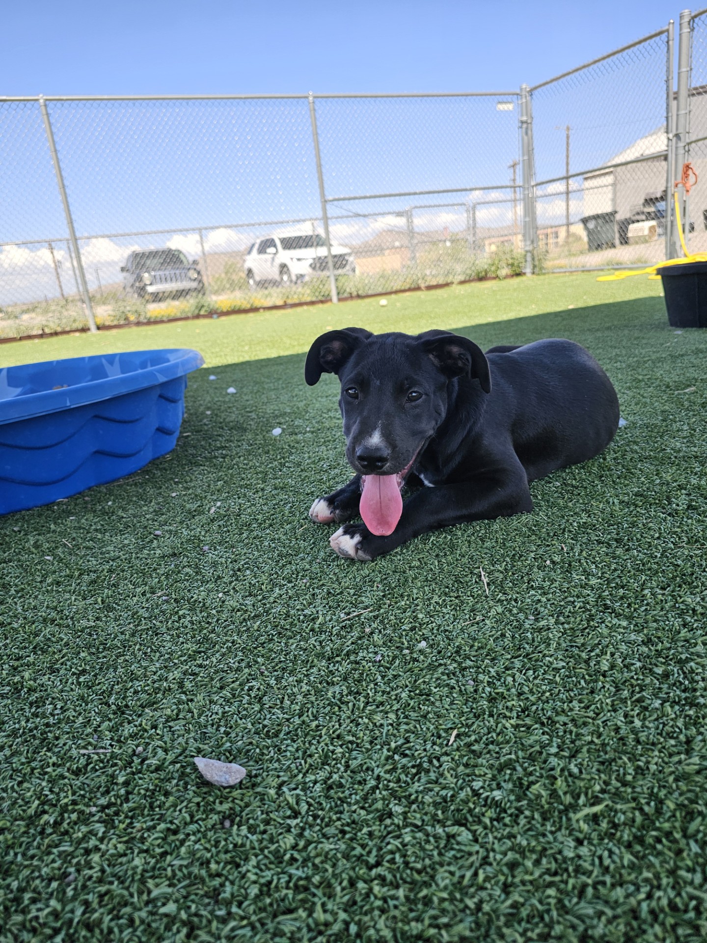Onyx, an adoptable Pit Bull Terrier in Truth or Consequences , NM, 87901 | Photo Image 3