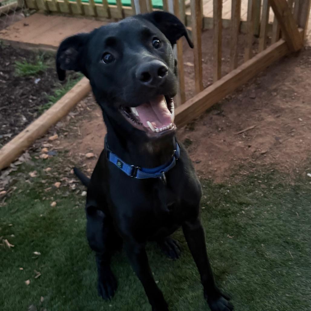 Enlarge Steve, a Adoptable mixed breed in Daphne, AL image 2/3