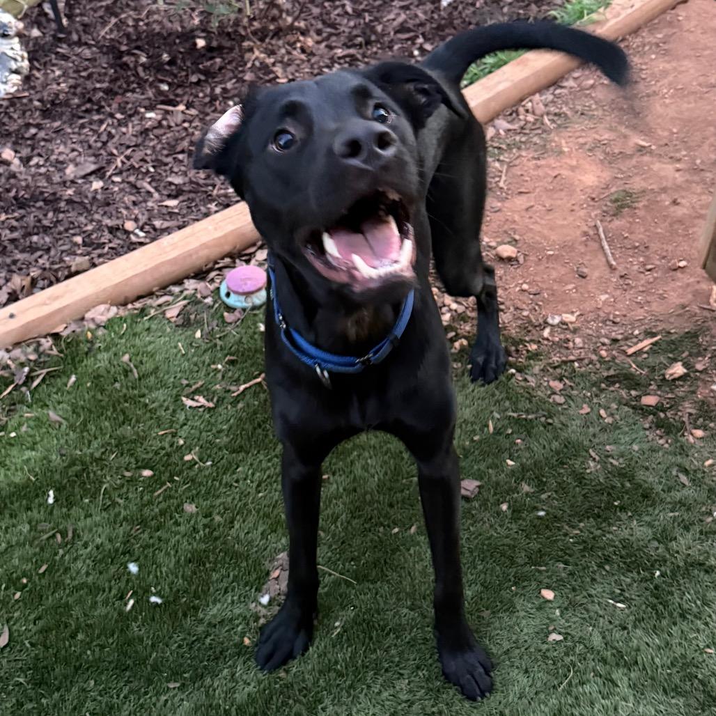 Enlarge Steve, a Adoptable mixed breed in Daphne, AL image 3/3