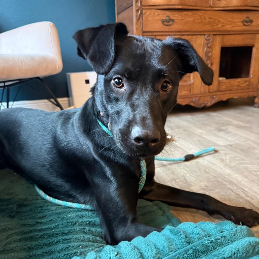 Enlarge Steve, a Adoptable mixed breed in Daphne, AL image 1/3