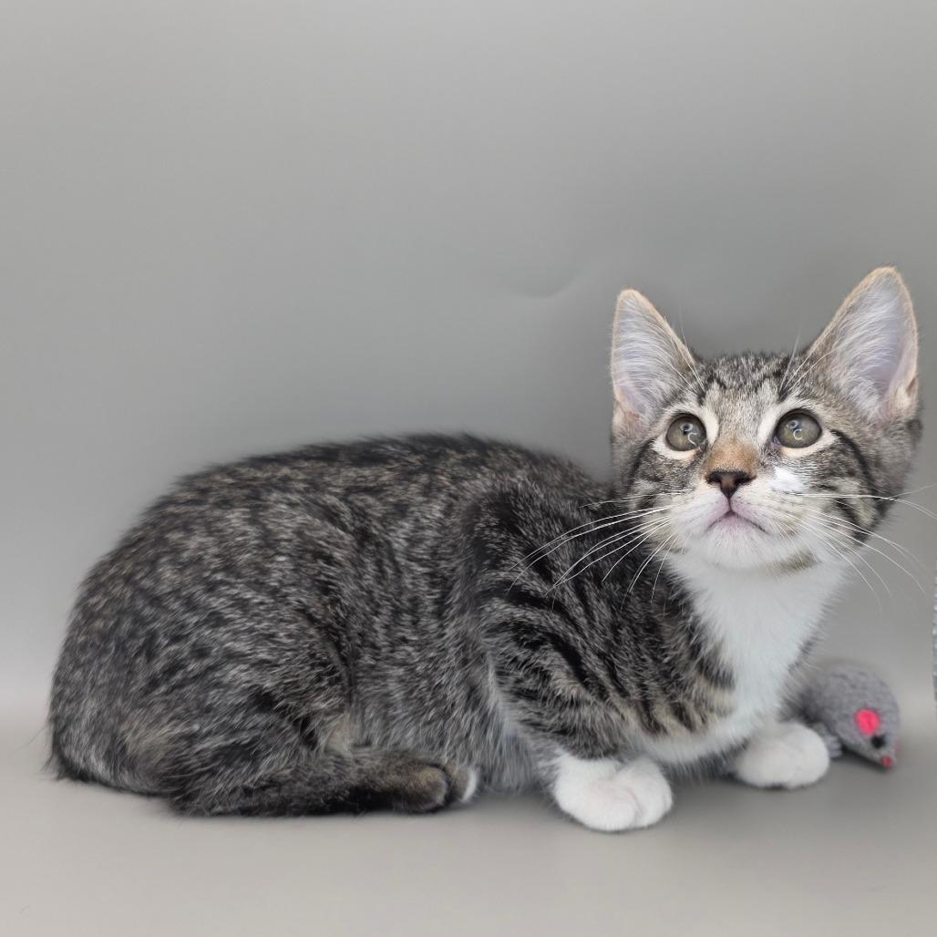 Jessie, Adoptable, Kitten Female Domestic Short Hair.