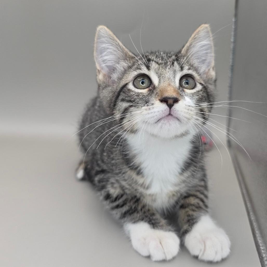 Enlarge Jessie, a Adoptable Domestic Short Hair in Williston, FL image 2/4