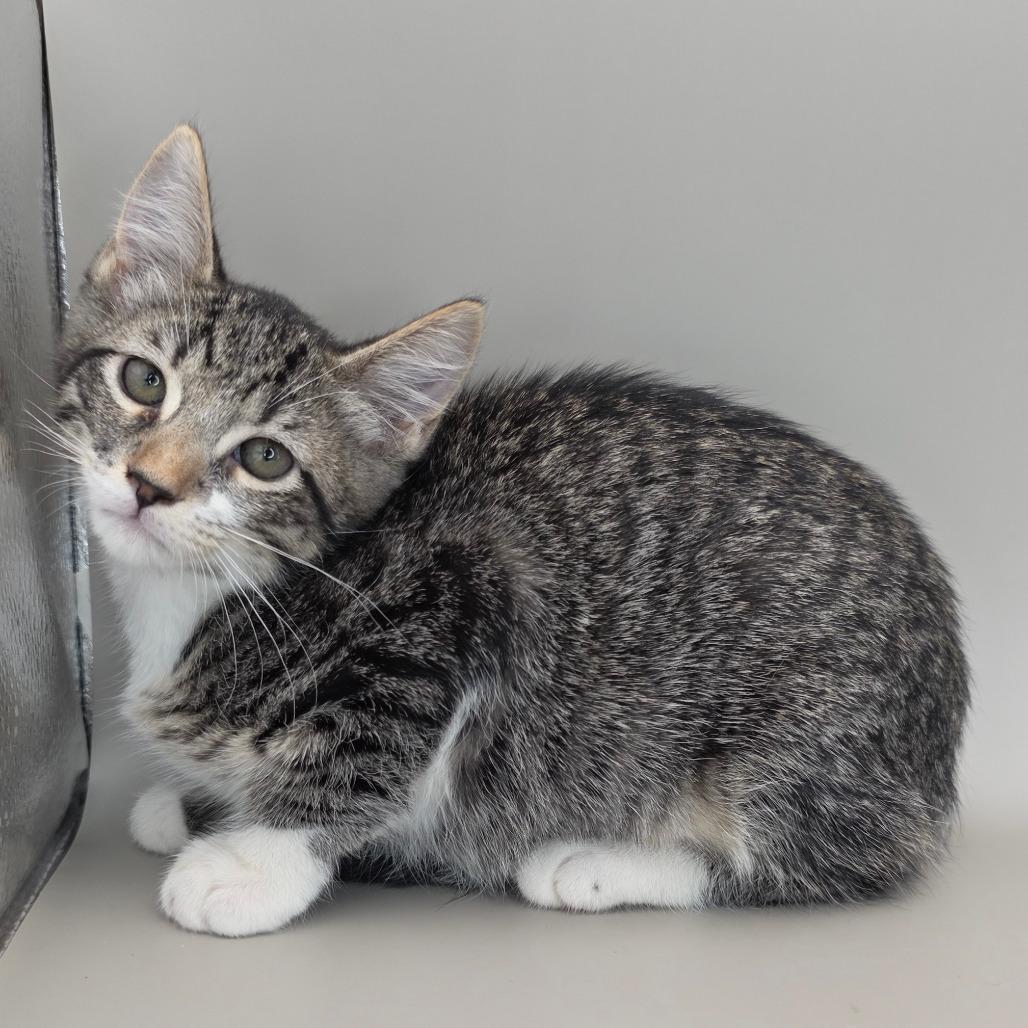 Enlarge Jessie, a Adoptable Domestic Short Hair in Williston, FL image 3/4