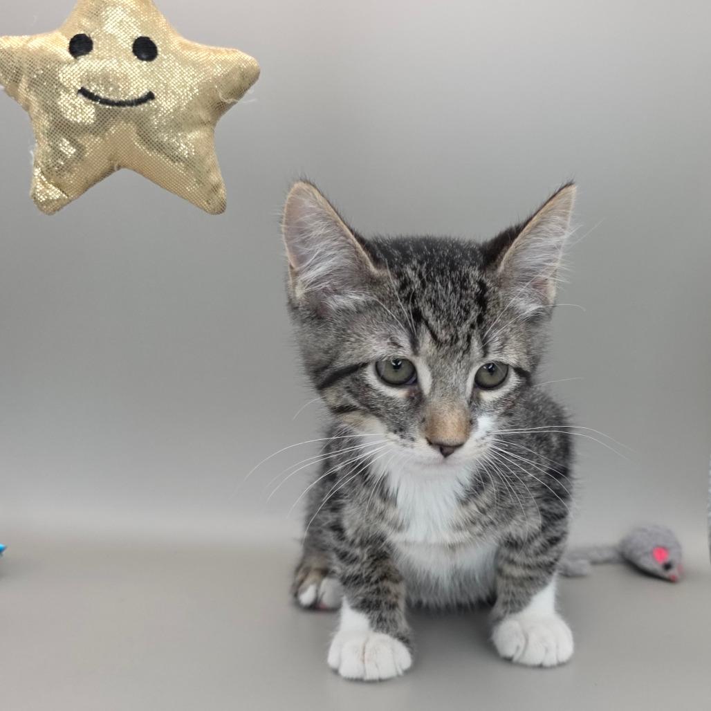 Enlarge Jessie, a Adoptable Domestic Short Hair in Williston, FL image 4/4