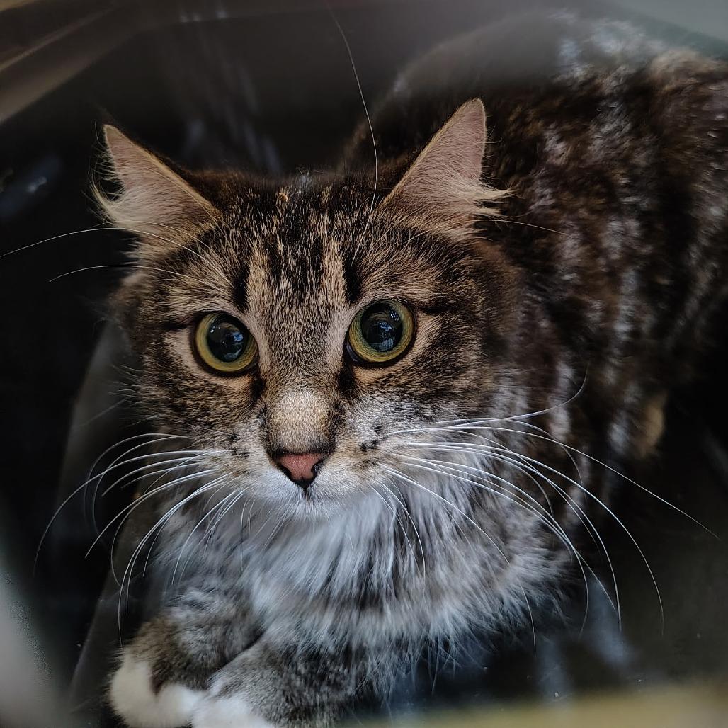 Enlarge Momma, a Adoptable Domestic Medium Hair in Coos Bay, OR image 1/1