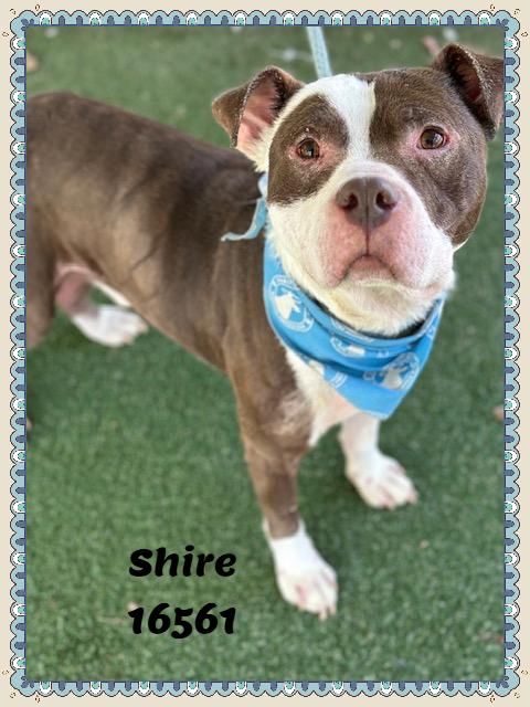 Enlarge SHIRE, a ADOPTABLE mixed breed in Marietta, GA image 4/6