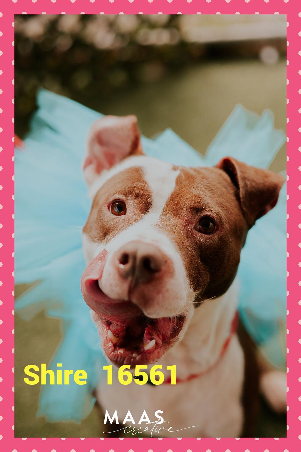 Enlarge SHIRE, a ADOPTABLE mixed breed in Marietta, GA image 2/6
