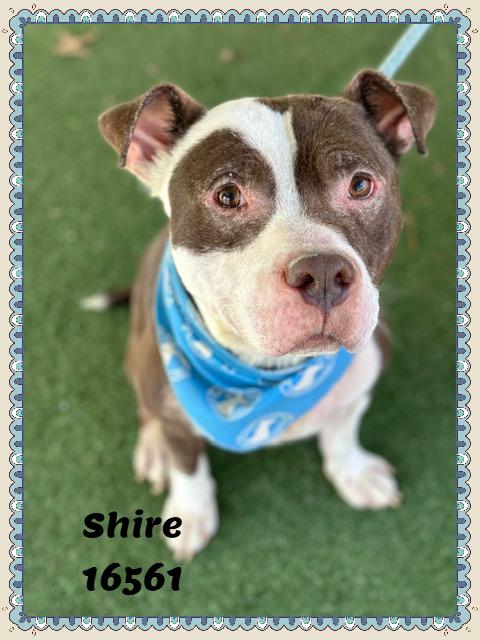 Enlarge SHIRE, a ADOPTABLE mixed breed in Marietta, GA image 3/6
