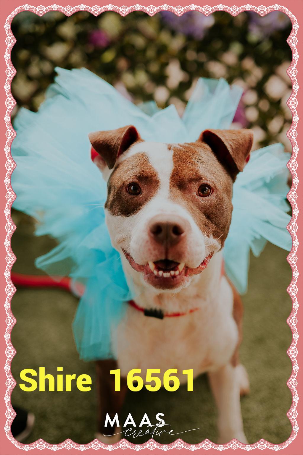 SHIRE, ADOPTABLE, Adult Male American Bully & Pit Bull Terrier.