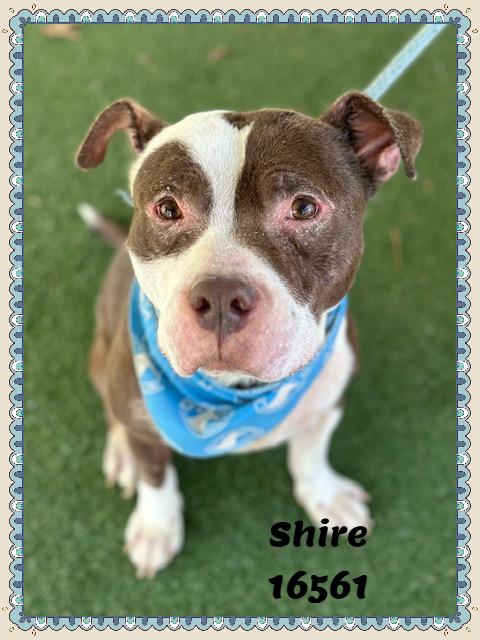 Enlarge SHIRE, a ADOPTABLE mixed breed in Marietta, GA image 5/6