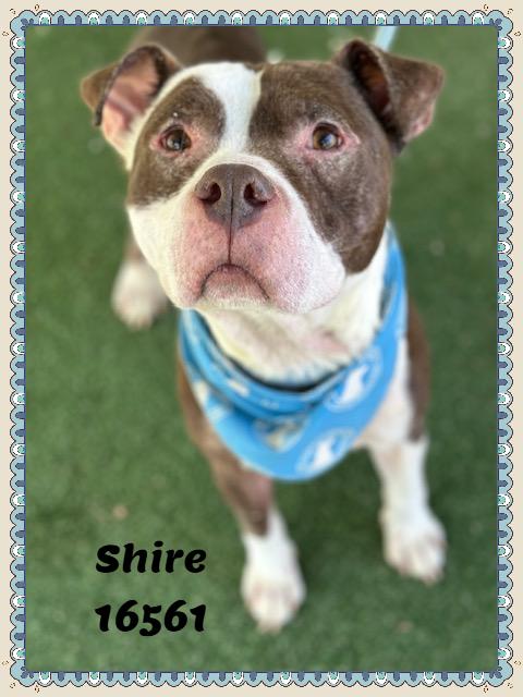 Enlarge SHIRE, a ADOPTABLE mixed breed in Marietta, GA image 6/6